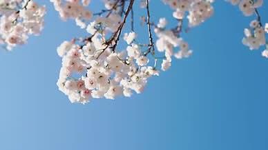 唯美小清新蓝天春天的樱花视频的预览图